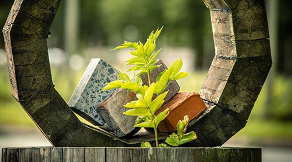Plante