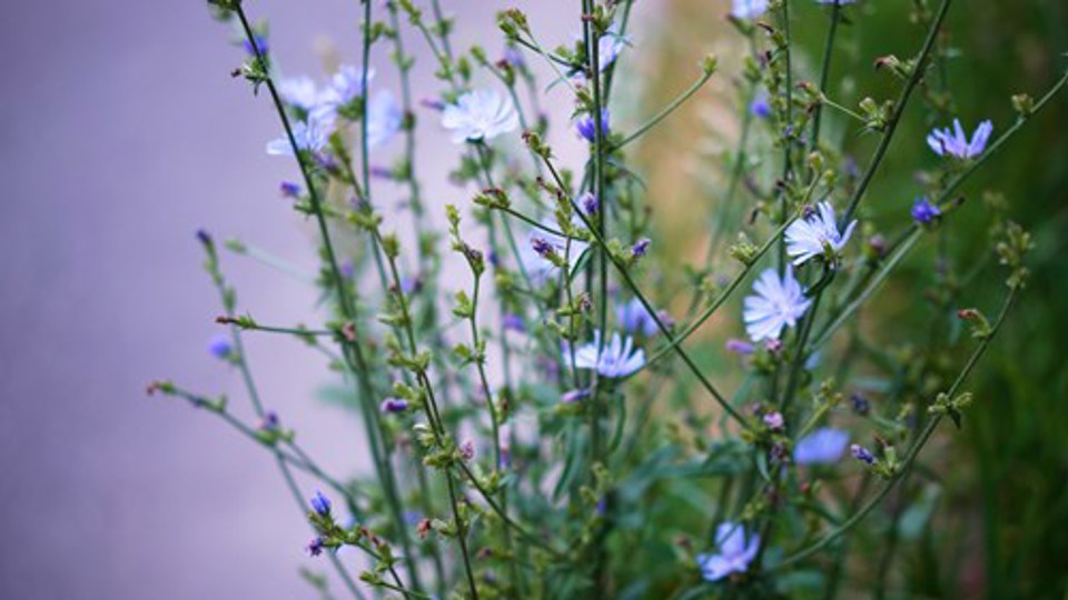 Biodiversitet