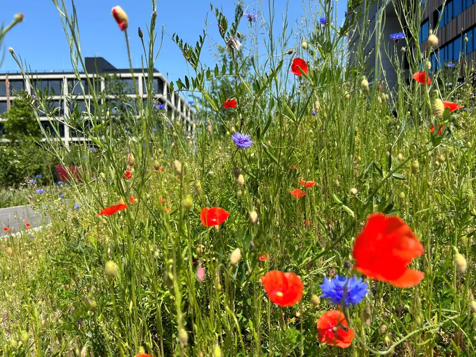 Biodiversitet og byggeri