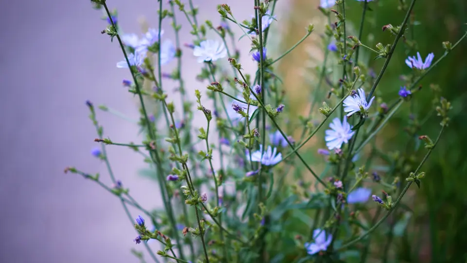 National Metode Blomster Lilla