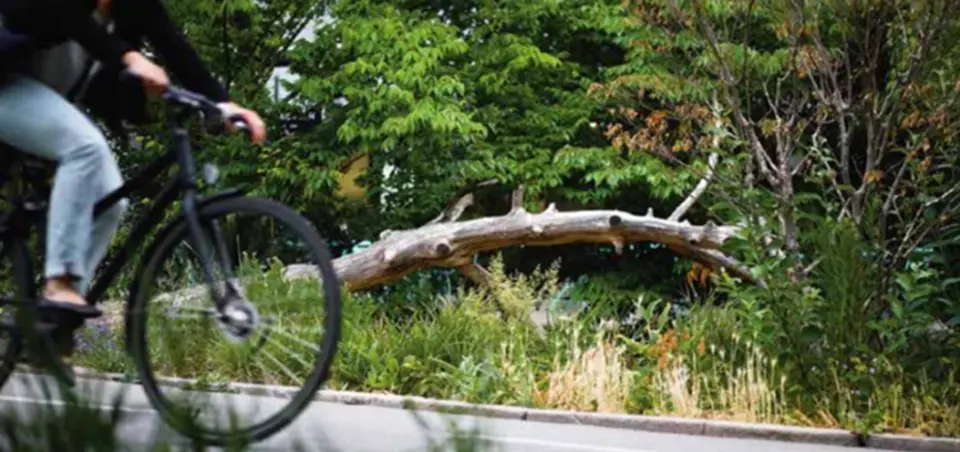 Biodiversitet Cykel Træ