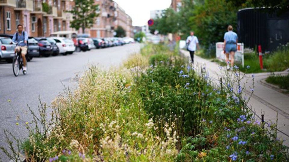 Fortorv Natur