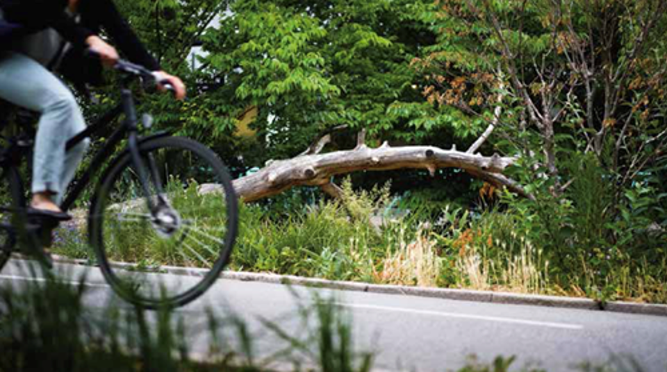 Natur Og Cykel